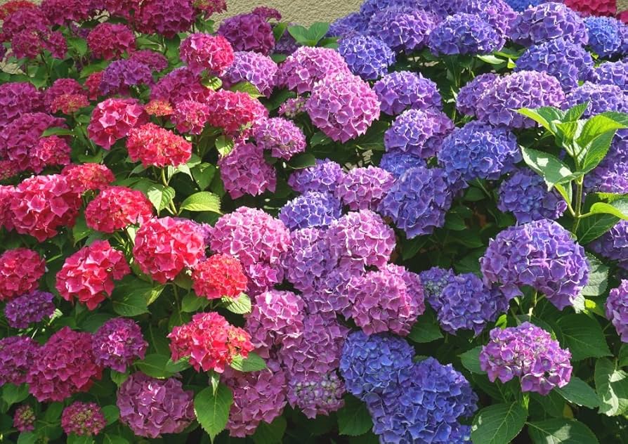 西洋あじさいの絵 🔼 ｢あじさい寺｣ 41×32cm 水彩画 1999年 . 6月に入り、アジサイ